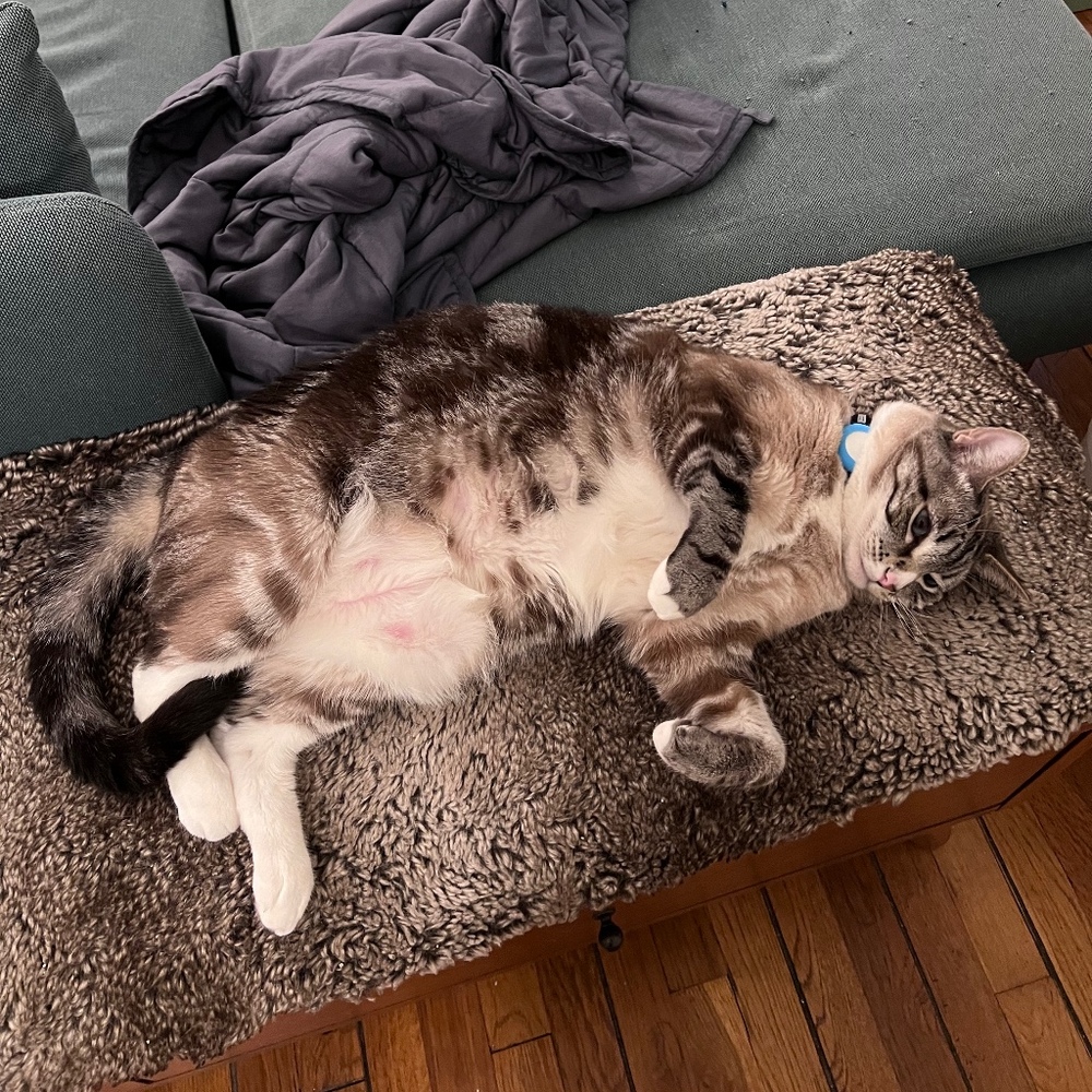 Meet your Posher, Brittany gustafson